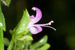 Branched foldwing